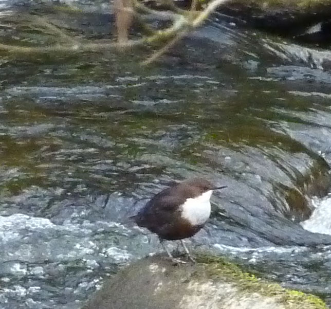 Dipper